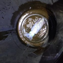 ティップランとライトジギング!