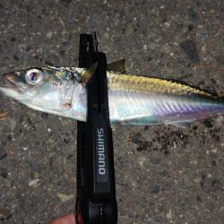 気が抜けてますわ。