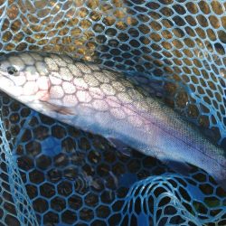 たくさん釣れました ～フィシングパーク高島…