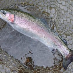 三連休後の平谷で釣りまくる ～平谷湖フィッ…