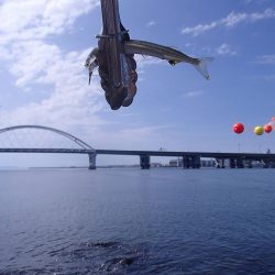 3年ぶりにサヨリ釣り