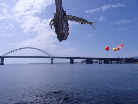 3年ぶりにサヨリ釣り