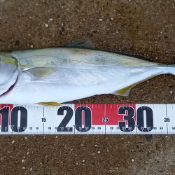 秋の青物シーズン開幕 (その3)