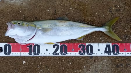 秋の青物シーズン開幕 (その3)