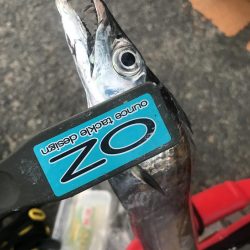 ダイソーテンヤで波止太刀魚釣り