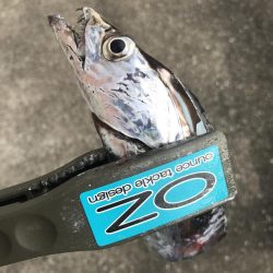 ダイソーテンヤで波止太刀魚29匹GET