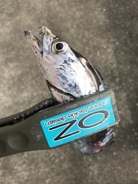 ダイソーテンヤで波止太刀魚29匹GET