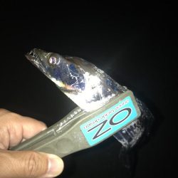 エコギア パワーシャッドで太刀魚8匹GET