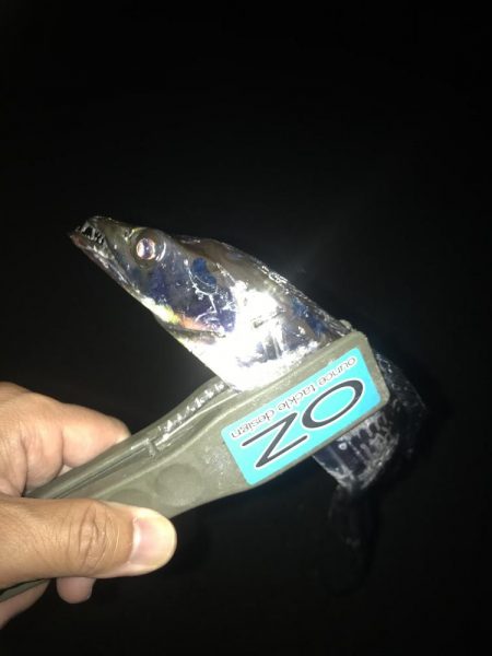 エコギア パワーシャッドで太刀魚8匹GET