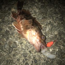 ダイソーブラクリでガシラ3匹GET