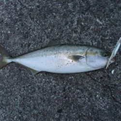 ギリ、ハマチ？？