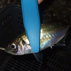 シーズン初釣行強風下のアジ