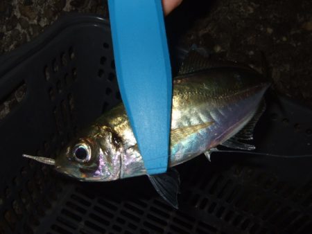 シーズン初釣行強風下のアジ