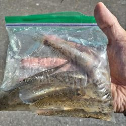 のんびりハゼ！