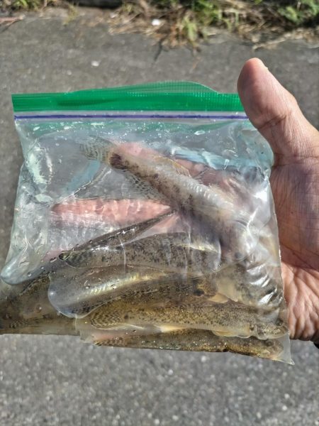 のんびりハゼ！