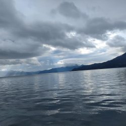 青物あがりましたー！