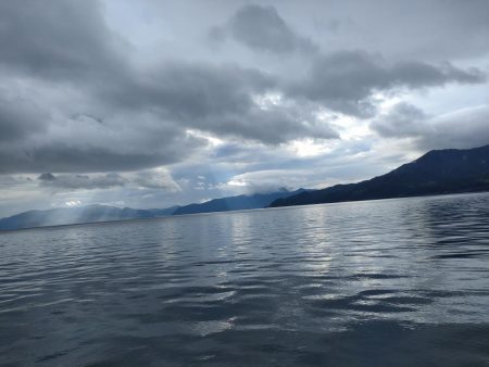 青物あがりましたー！