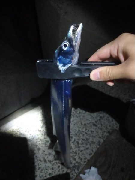 中紀太刀魚調査10/10　ｷﾋﾞﾅｺﾞ10…