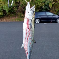 今シーズン初のサゴシ