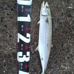 武庫川一文字でサゴシ