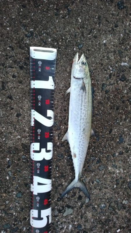 武庫川一文字でサゴシ