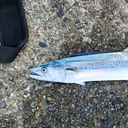 イカでかすぎー!