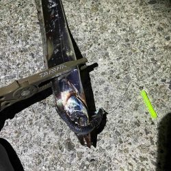 今年初タチウオ