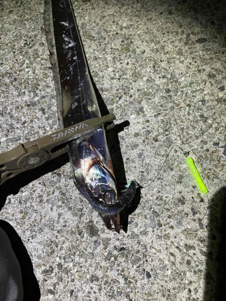 今年初タチウオ