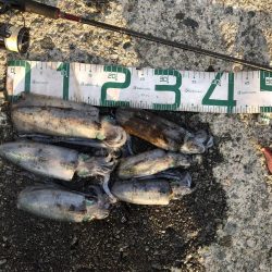 2024 佐渡ヶ島エギング 18回目【10月1日】