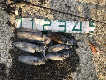 2024 佐渡ヶ島エギング 18回目【10…