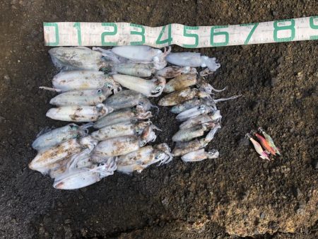 2024 佐渡ヶ島エギング 21回目【10…