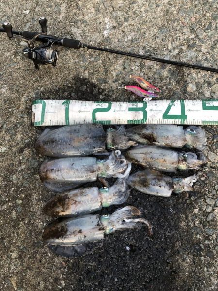 2024 佐渡ヶ島エギング 31回目【10…