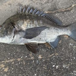 イチノ兄弟、釣果！