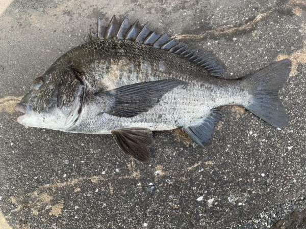 イチノ兄弟、釣果！