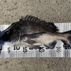 イチノ兄弟、釣果!