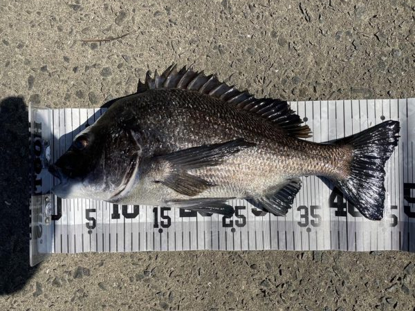 イチノ兄弟、釣果!