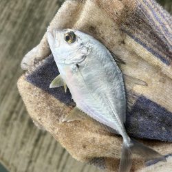 デカメッキと3種コンプ!