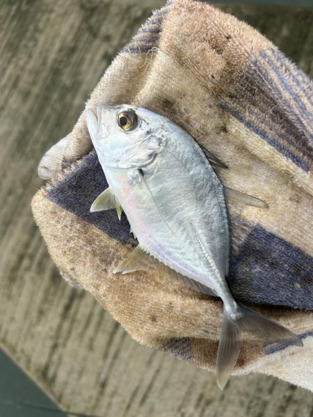 デカメッキと3種コンプ!