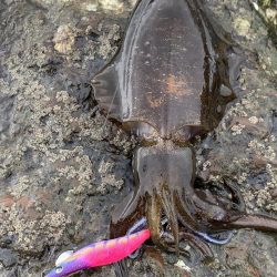 サーフエギング