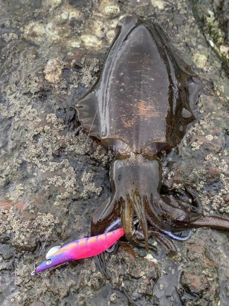 サーフエギング