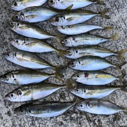 少しサイズアップしてきたアジさん