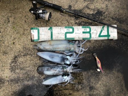 2024 佐渡ヶ島エギング 32回目【10…