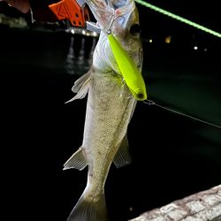 秋のシーバス祭り