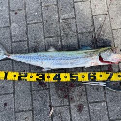 今度はサイズアップ!