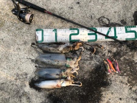 2024 佐渡ヶ島エギング 25回目【10…