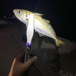 エギn…アジング!