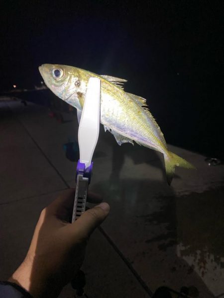 エギn…アジング!