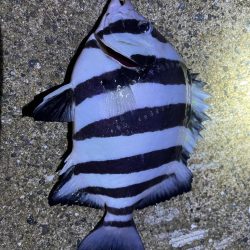 新魚種釣れました