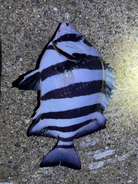 新魚種釣れました