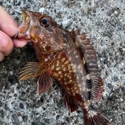 朝・夕マズメ狙い